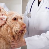 Miele survey in veterinary practices reveals important findings