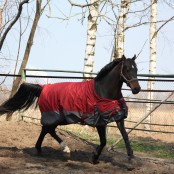 Spring Clean Your Horse Rugs With Ease